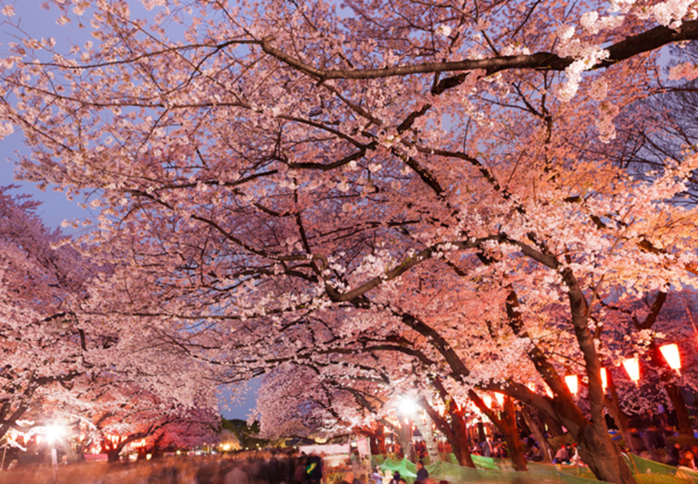 Hanami, floraison des cerisiers au Japon - BnbStaging le blog