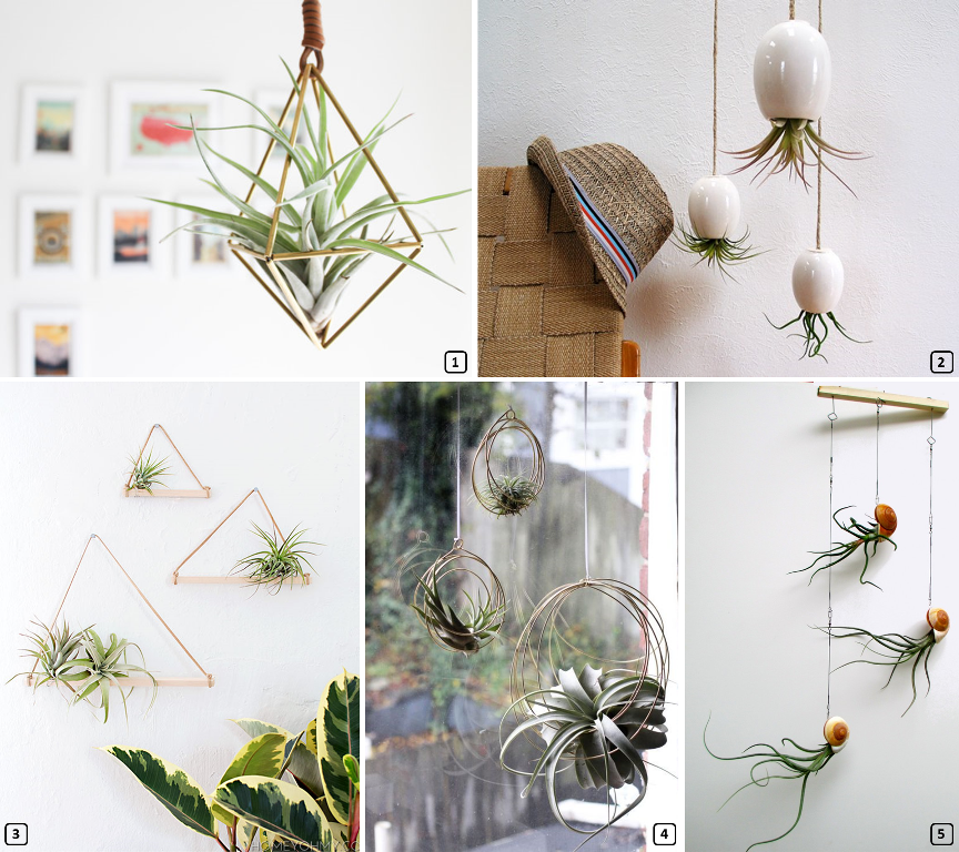 Astonishing suspensions with air plants