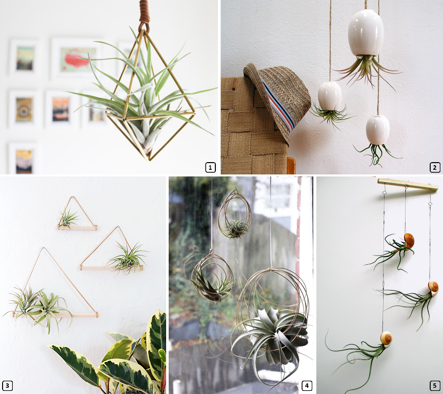 Tillandsias sur des suspensions DIY