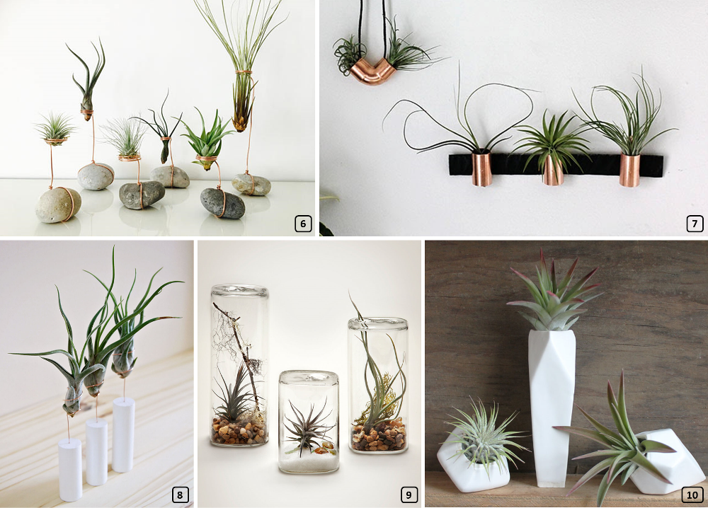 Tillandsias sur des socles originaux