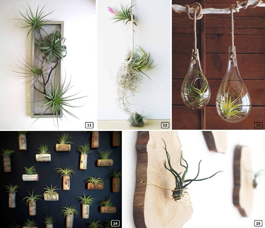 Original diy supports with air plants