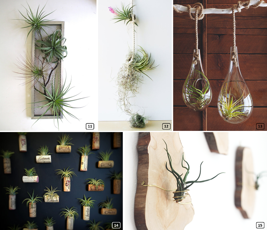 Tillandsias sur des supports originaux