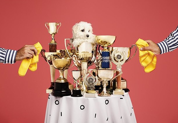 Table remplie de trophées avec un chien assis dans l'une des coupes